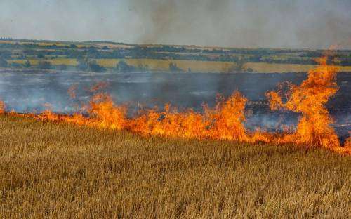 Минсельхоз предложил обязать землевладельцев тушить пожары