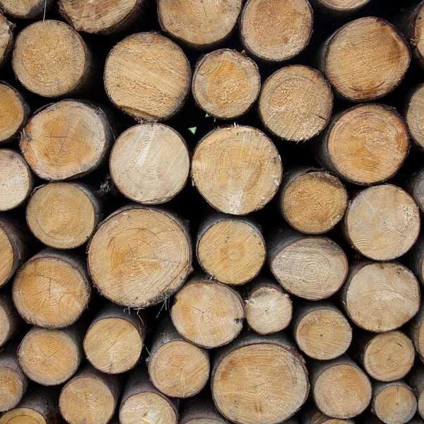 Руководство по дубовым дровам — виды, тепло, дым, запах