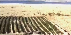Жителі Нікополя засаджують осушені території картоплею (Фото:Скриншот відео sikanvik/Twitter)