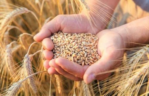Україна відкриє ще один наземний коридор для експорту зерна — Кулеба