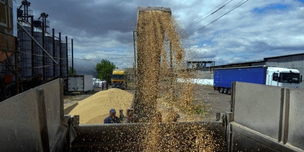 Українське зерно (Фото:REUTERS/Igor Tkachenko/File Photo)