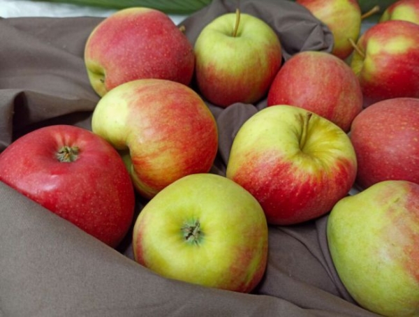 В Україні суттєво злетіли ціни на яблука