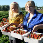 Фахівці прогнозують зростання цін на полуницю