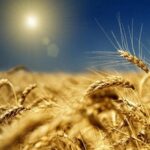В Україні значно зросла ціна на землю