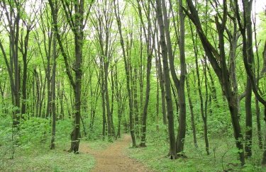 Де у Києві найбільше парків та зелених насаджень