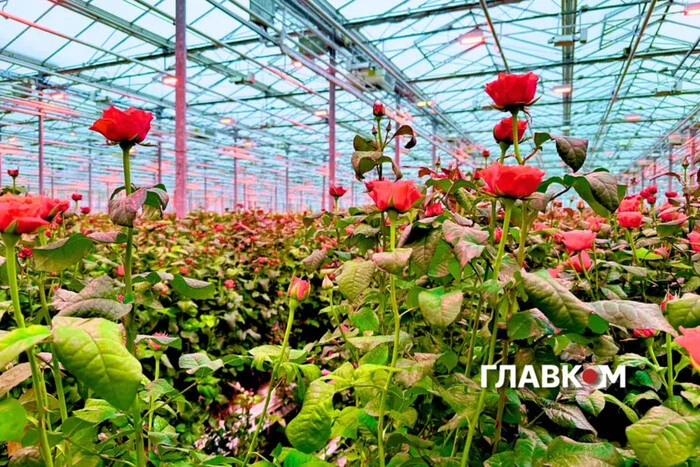 «Військові формують попит». Виробники та продавці розказали, як війна змінила ринок квітів