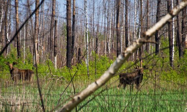 Збитки від незаконного проїзду транспорту та джипінгу заповідниками у 2026р. оцінюють у 1,4 млн грн – Мінекономіки