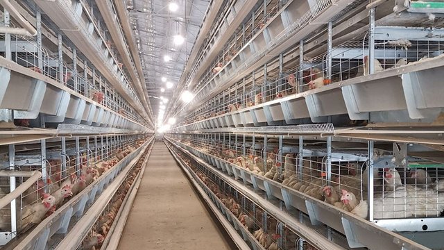 "Агрохолдинг Авангард" у I пів.-2026 знизив виручку у 4 раза