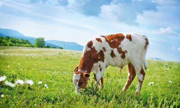 Поголів’я ВРХ на с/г підприємствах України за рік зросло на 4%, у господарствах населення скоротилося на 35% – АВМ