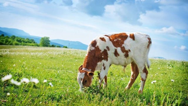 Поголів'я ВРХ на с/г підприємствах України за рік зросло на 4%, у господарствах населення скоротилося на 35% – АВМ