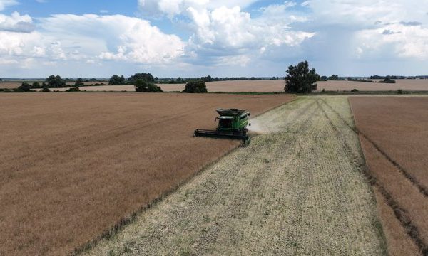 USDA підвищив прогноз врожаю зернових в Україні у 2026/27МР на 3,7 млн тонн та знизив експорту на 2,2 млн тонн
