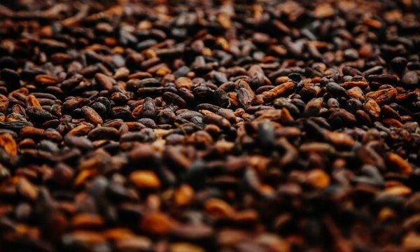 Гана прогнозує скорочення врожаю какао на 13% у наступному сезоні
