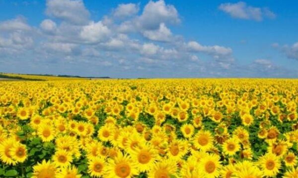 Ціна пшениці в Україні за тиждень не змінилася, тонни соняшнику – впала на $110, а ріпаку на експорт – зросла на $5