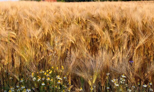Програма дій уряду передбачає збільшення аграрного експорту на $4 млрд та частки переробки до 63%