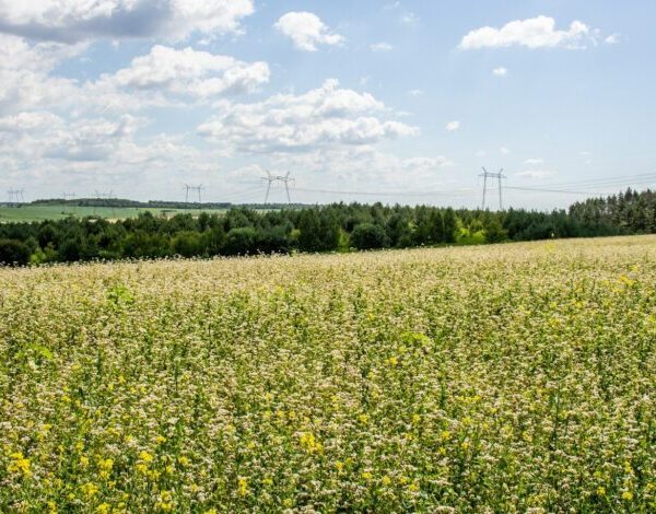 Рейтинг найприбутковіших культур 2026: прогнози експертів