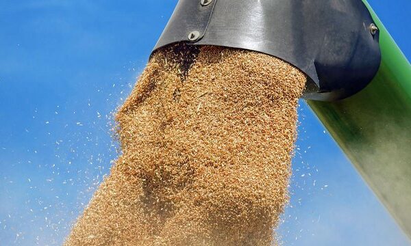 Аграрії намолотили майже 17,6 млн тонн зернових та зернобобових культур нового врожаю з 34% площ