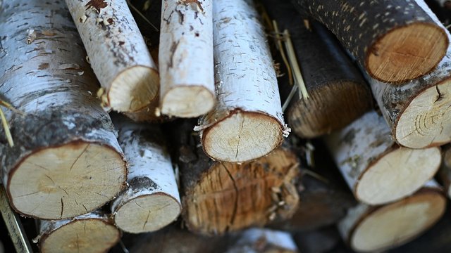 Уряд планує збільшити заготівлю деревини до 15,5 млн куб. м у 2027 році і збільшити переробку