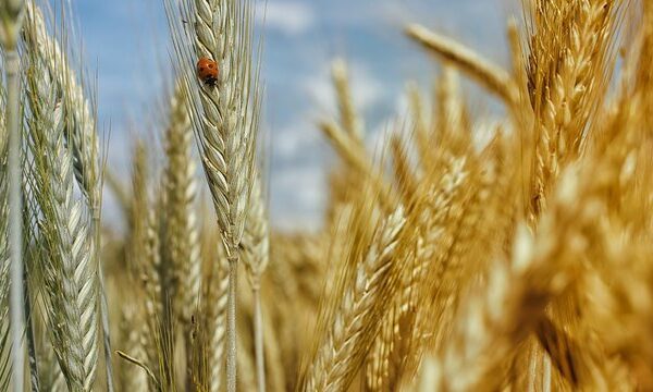 Мінагрополітики пропонує у 2027р компенсації аграріям прифронтових територій до 10,46 тис. грн/га