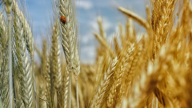 Існує ризик скорочення посівних площ під майбутній урожай на 5-7 млн га – міністр агрополітики
