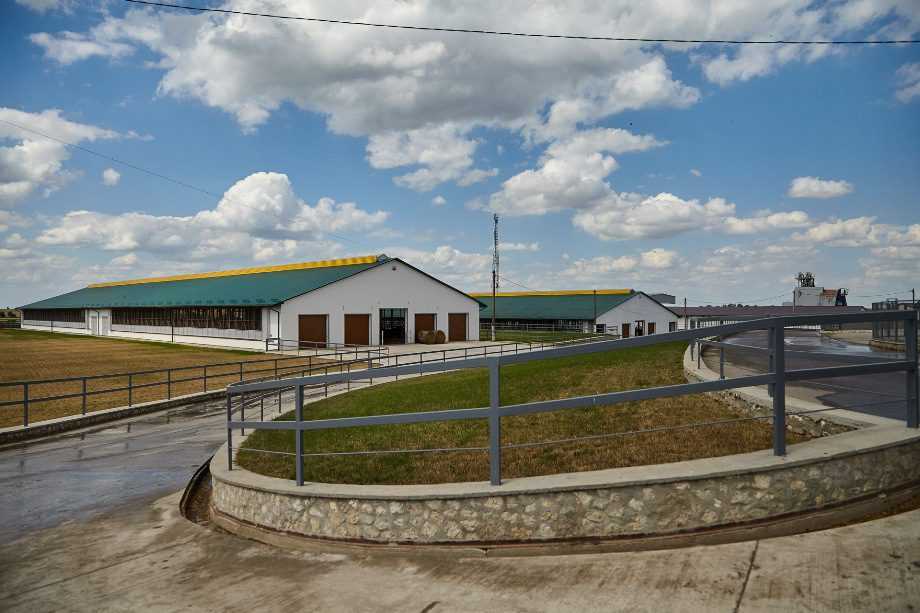Молочна ферма господарства Україна: ставка на продуктивну селекцію