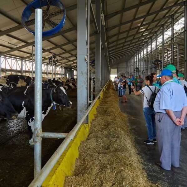 Молочна ферма: ставка на селекцію та продуктивність