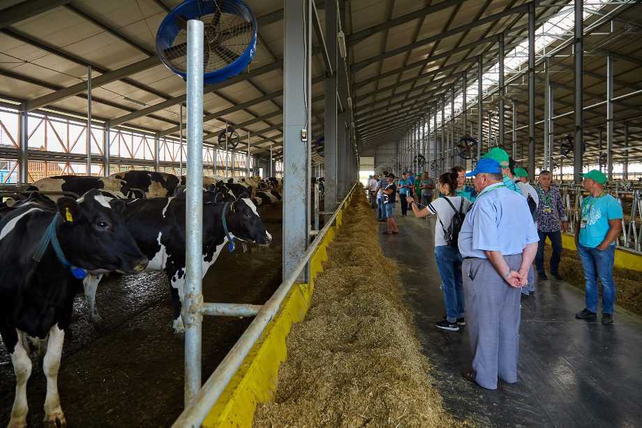 Молочна ферма господарства Україна: ставка на продуктивну селекцію